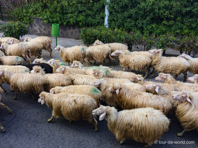 Schafe-Sardinien