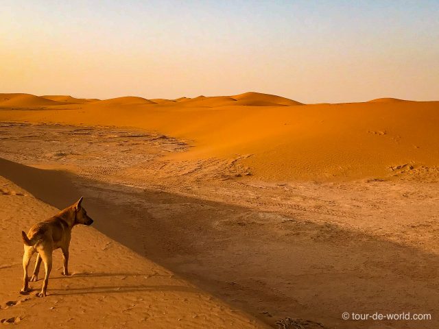Hund in Wüste